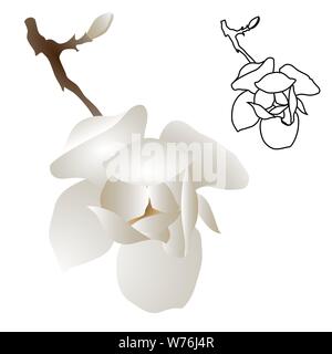 Magnolia-tree flower isolated on white background. Contour silhouette of a flowering branch. Vector illustration Stock Vector