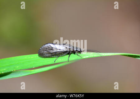 Mud fly  -  Common water fly   (  Sialis lutaria  )  on blade of grass in nature with copy space