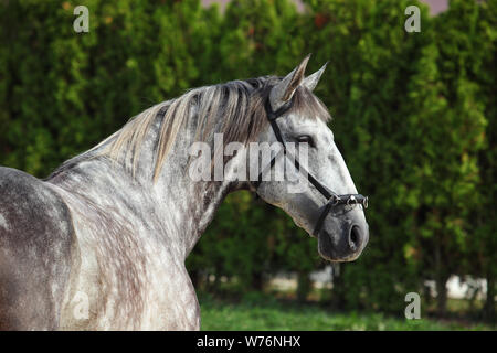 Pure Spanish Horse or PRE, portrait against  dark background Stock Photo