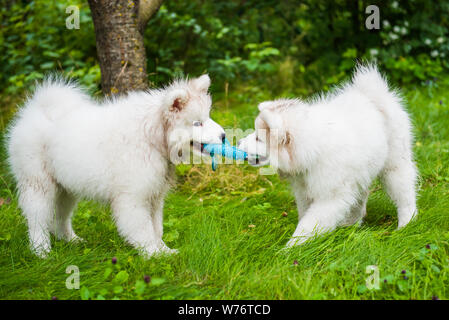 Two Funny fluffy white Samoyed puppies dogs are playing on the green grass Stock Photo