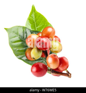 https://l450v.alamy.com/450v/w76we5/red-coffee-beans-on-a-branch-of-coffee-tree-ripe-and-unripe-berries-isolated-on-white-background-with-clipping-path-w76we5.jpg