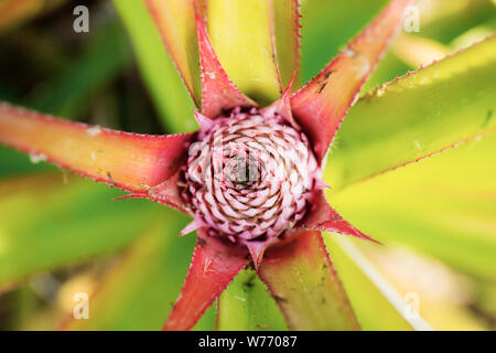 Pineapple of young on tree in farm. Stock Photo