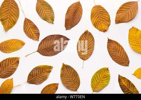 Golden autumn dead leaves falling down over white backgraund Stock Photo