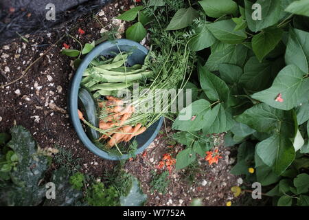 Freshly picked courgette carrots and runner beans vegetables from garden allotment in Brighton UK Stock Photo