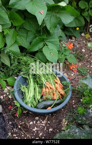 Freshly picked courgette carrots and runner beans vegetables from garden allotment in Brighton UK Stock Photo