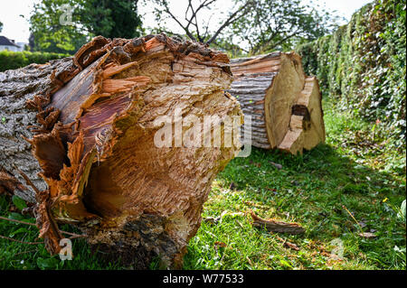 A trap log for the Elm Bark Beetle in Preston Park Brighton where there have been recent cases of Dutch Elm Disease Stock Photo