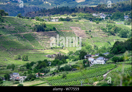 Vinyards in The Ribeira Sacra winemaking region,  Near Parada de Sil in Orense  Province, Galicia, Spain Stock Photo