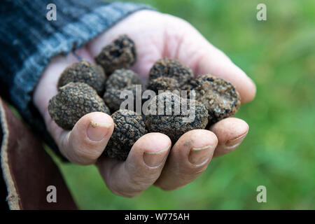 Bragelogne Beauvoir (north-eastern France): Burgundy truffles. The Burgundy truffle is part of the same family as the black Perigord truffle Stock Photo - Alamy