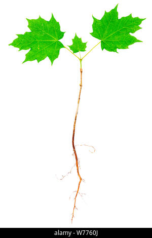Young maple tree with roots isolated on white background. Stock Photo