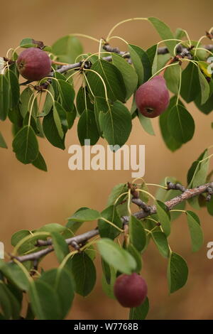 Young fruit tree with dark burgundy pears growing in the summer garden. Stock Photo