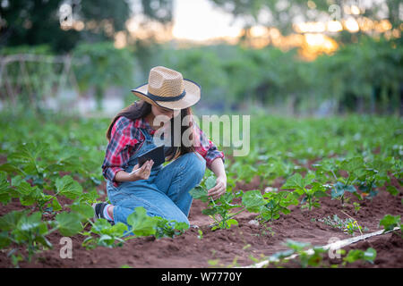 Asias women Agronomist and farmer Using Technology for inspecting in Agricultural and organic vegetable Field Stock Photo