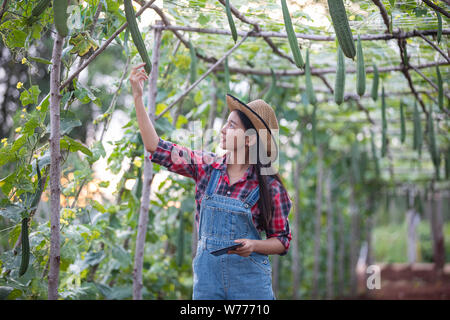 Asias women Agronomist and farmer Using Technology for inspecting in Agricultural and organic vegetable Field Stock Photo