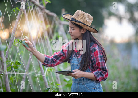Asias women Agronomist and farmer Using Technology for inspecting in Agricultural and organic vegetable Field Stock Photo