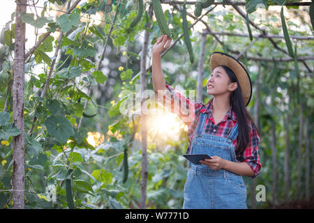 Asias women Agronomist and farmer Using Technology for inspecting in Agricultural and organic vegetable Field Stock Photo