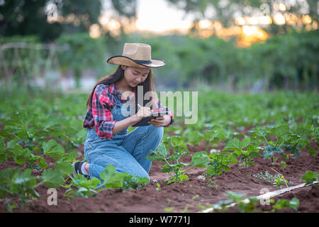 Asias women Agronomist and farmer Using Technology for inspecting in Agricultural and organic vegetable Field Stock Photo