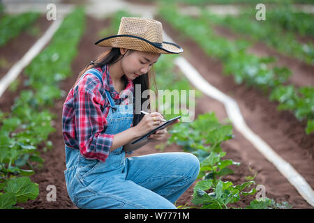 Asias women Agronomist and farmer Using Technology for inspecting in Agricultural and organic vegetable Field Stock Photo