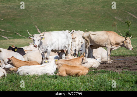 Herd of free range cows