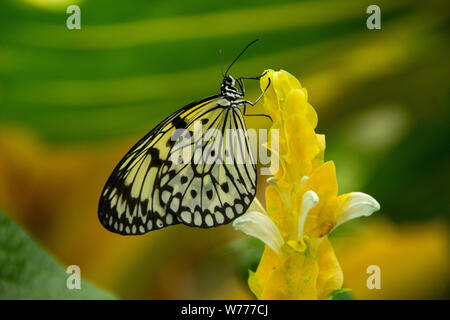 An amazing transparent Paper Kite Butterfly perched on a beautiful yellow flower. Stock Photo