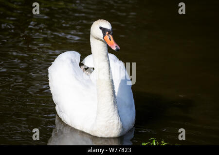 Female swan swimming in the water Stock Photo