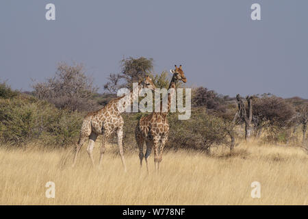 Giraffes, Giraffa camelopardalis walking over the plains of Etosha National Park, Namibia