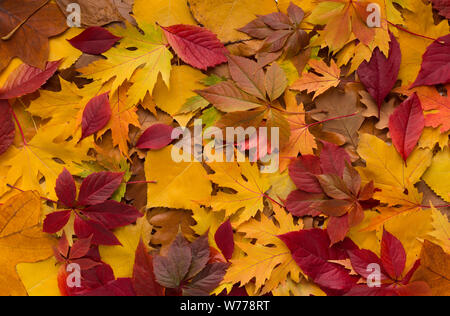 Colored pillow of fresh fallen autumn leaves Stock Photo