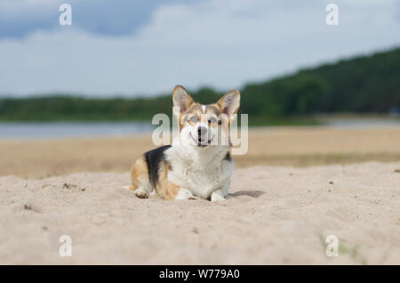 Welsh corgi pembroke dog on the sand beach relaxing and sunbathing, summer, Belarus, lake shore Braslaw Stock Photo