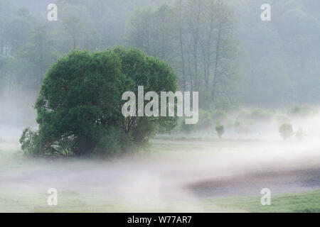 Low hanging mist around trees over grass on early foggy morning in the fields. Mysterious atmosphere in nature landscape Stock Photo