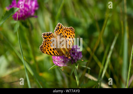 Lepidoptera Issoria lathonia (butterfly Queen of Spain fritillary / Schmetterling Kleiner Perlmutterfalter) Stock Photo