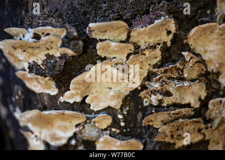 Colored mushroom on a tree trunk close up. Thailand, Koh Chang Island. Stock Photo