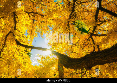 Sun shining through the yellow foliage of a gingko biloba tree. Fall or autumn beautiful scenery. Season concept. Stock Photo