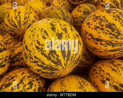 Fresh yellow and green striped melons piled on the market counter. Stock Photo