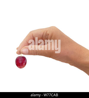 Red cherry plum in hand, isolated on white. Stock Photo