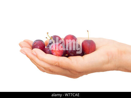 Red cherry plums in hand, isolated on white. Heritage variety. Stock Photo