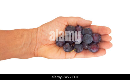 Purple cherry plums in hand, isolated on white. Heritage variety. Stock Photo