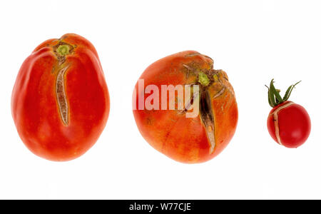 Three split, cracked tomatoes due to rain after drought, Gardening problem. Isolated on white. Stock Photo