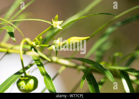 Thevetia peruviana (Cascabela thevetia) - green leaves and unblown flowers.Thailand, Koh Chang Island. Stock Photo