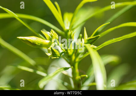 Thevetia peruviana (Cascabela thevetia) - green leaves and unblown flowers.Thailand, Koh Chang Island. Stock Photo