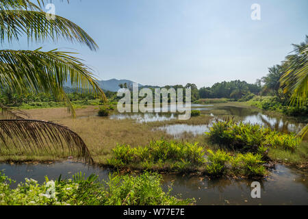 Backwater close to mangrove forest. Thailand, Koh Chang Island. Stock Photo
