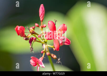 Red flowers of Jatropha plant close-up in natural light. Thailand. Stock Photo