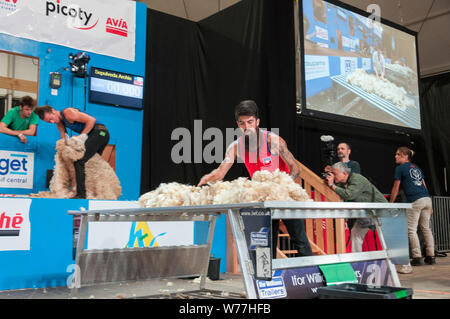 World Sheep Shearing Championships France 2019 Wool Handlers Stock Photo