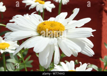 Close up of large (Gerbera) daisy on a sunny day in Portmeirion Stock Photo