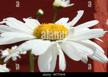 Close up of large (Gerbera) daisy on a sunny day in Portmeirion Stock Photo