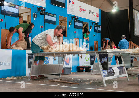 World Sheep Shearing Championships France 2019 Wool Handlers Stock Photo