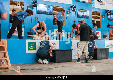 World Sheep Shearing Championships France 2019 Stock Photo