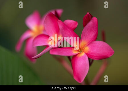 Red flowers of Plumeria rubra plant close-up in natural light. Thailand. Stock Photo