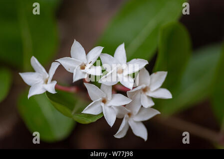 White flowers of the Abelia plant close-up in natural light. Thailand. Stock Photo