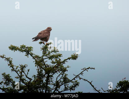 Common Buzzard juvenile Stock Photo