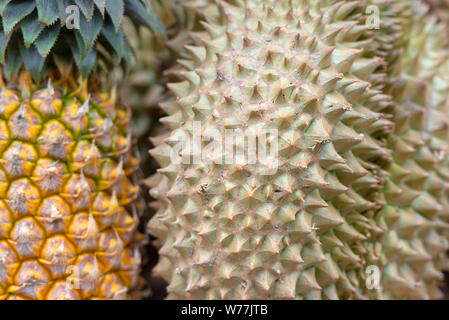 Close-up Thorns of Durian and Pineapple at a street Market in Thai Thailand Stock Photo