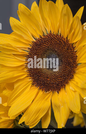 Yellow sunflower petals in bloom close up still on a dark black background Stock Photo