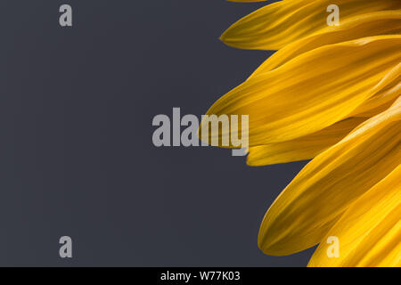 Yellow sunflower petals in bloom close up still on a dark black background Stock Photo